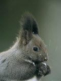 Portrait of a Snow-Dusted Hokkaido Squirrel in Profile