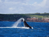 A Humpback Whale Slapping its Tail on the Waters Surface