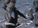 A Group of Australian Pelicans Both in Water and Taking Flight