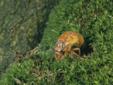 A Brood X, 17-Year Cicada Nymph Emerging from its Hole