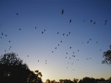 A Flock of Great Black Cormorants in Flight at Sunset