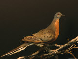 A Stuffed and Mounted Passenger Pigeon on Display at a Museum