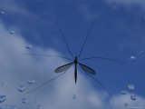 Female Crane Fly (Tipula Sp.)