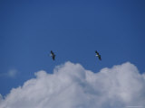 A Pair of Australian Pelicans Flying in a Blue Sky