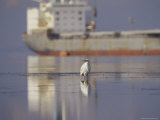 A Great Egret Stands in the Tidal Flats Near a Tanker Ship in Victoria