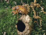 A Brood X, 17-Year Cicada Nymph Emerging from its Hole