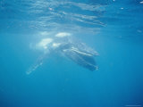 Newborn Southern Humpback Whale Calf Swimming Just Below the Surface