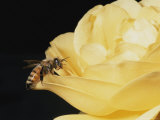 Honey Bee (Apis Mellifera) on Rose Blossom