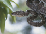 A Captive Taipan, One of the Worlds Ten Most Poisonous Snakes