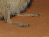 Buy A Close View of the Feet of an Endangered Rufous Hare Wallaby at AllPosters.com