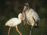 A Wood Stork Eats a Fish