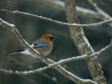A Subspecies of Eurasian Jay Unique to Hokkaido Island, Garrulus Glandarius Brantii