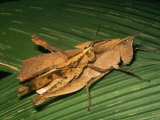 A Pair of Grasshoppers Mating