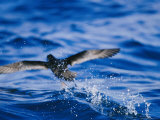 Wedge-Tailed Shearwater Running on Water for Flight Take Off