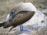A Blue Footed Booby Poses on a Rock on Espanola Island