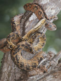 A Captive Taipan, One of the Worlds Ten Most Poisonous Snakes