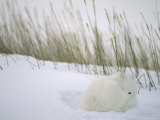 View of Arctic Fox (Alopex Lagopus) in its Winter Pelt Curled up in the Snow