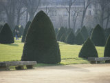 Sculpted Trees Dot a Public Park in Paris