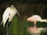 A Wood Stork Standing in Water Near an Immature Roseate Spoonbill