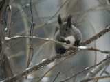 A Snow-Dusted Hokkaido Squirrel Perched on a Tree Branch