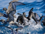 Wedge-Tailed and Short-Tailed Shearwaters Fight for a Bait Ball