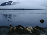 Buy Elephant Seals Huddle on the Beach of Stromness Bay at AllPosters.com