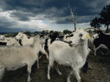 A Herd of Goats on a Farm under a Stormy Sky