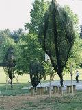 Sapling Trees Wrapped in Nets to Protect Them from Brood X Cicadas