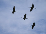 Sandhill Cranes Fly in V Formation