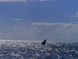 A Silhouetted Humpback Whale Fin after a Breach off of Australia