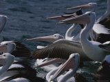 A Group of Australian Pelicans Sitting in Water and Flapping Their Wings