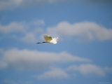 A Great Egret Flies Above the Bird Rookery on Wade Island