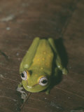 Close View of a Dainty Tree Frog