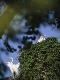 Great Egrets with Nestlings in a Vine-Covered Nest
