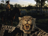 A Jaguar Pelt Taken by a Local Cattle Rancher