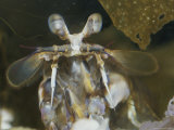 A Close View of the Eyes and Forebody of a Mantis Shrimp
