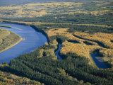 A View of Spruce Trees Along the Mackenzie River at Camsell Bend