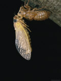 A Brood X, 17-Year Cicada Emerges from its Nymphal Exoskeleton