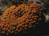 A Jelly Bean Sea Anemone