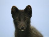 Portrait of an Arctic Fox in its Summer Coat