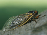 Close View of a Brood X, 17-Year Cicada