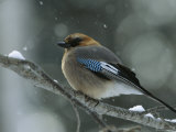 A Subspecies of Eurasian Jay Unique to Hokkaido Island, Garrulus Glandarius Brantii