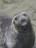 A Portrait of a Female Elephant Seal