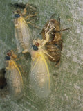 Buy Newly Emerged Brood X, 17-Year Cicadas, Showing Nymphal Exoskeleton at AllPosters.com