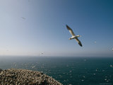 Northern Gannets Flying and Roosting Near the Shore