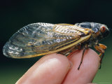 An Adult Brood X, 17-Year Cicada on a Humans Fingertips