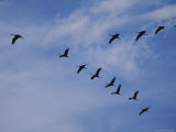 Sandhill Cranes Fly in V Formation