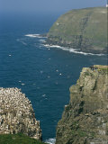 Northern Gannets Flying and Roosting Near the Shore