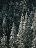 Snow Covers a Forest of Evergreen Trees in Flagstaff, Arizona