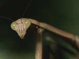 A Praying Mantis Eyes the Camera